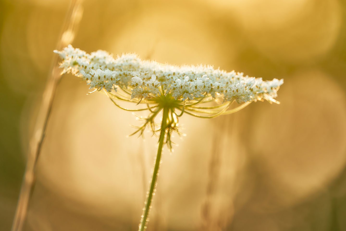 Cow parsley img