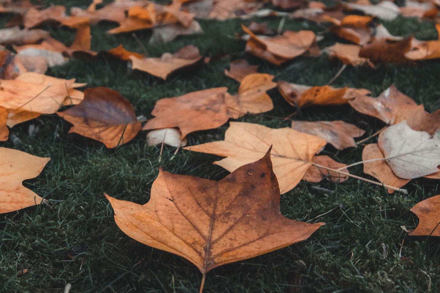 October leaves fallen