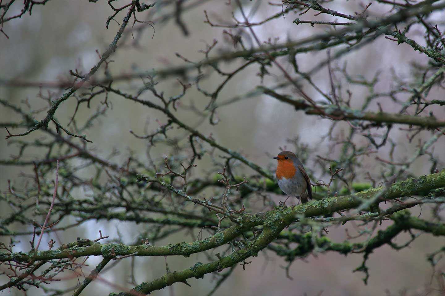 Birdwatch